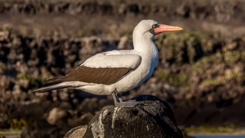 Nazca booby with white plumage and orange-red bill standing on coastal rock, Galapagos