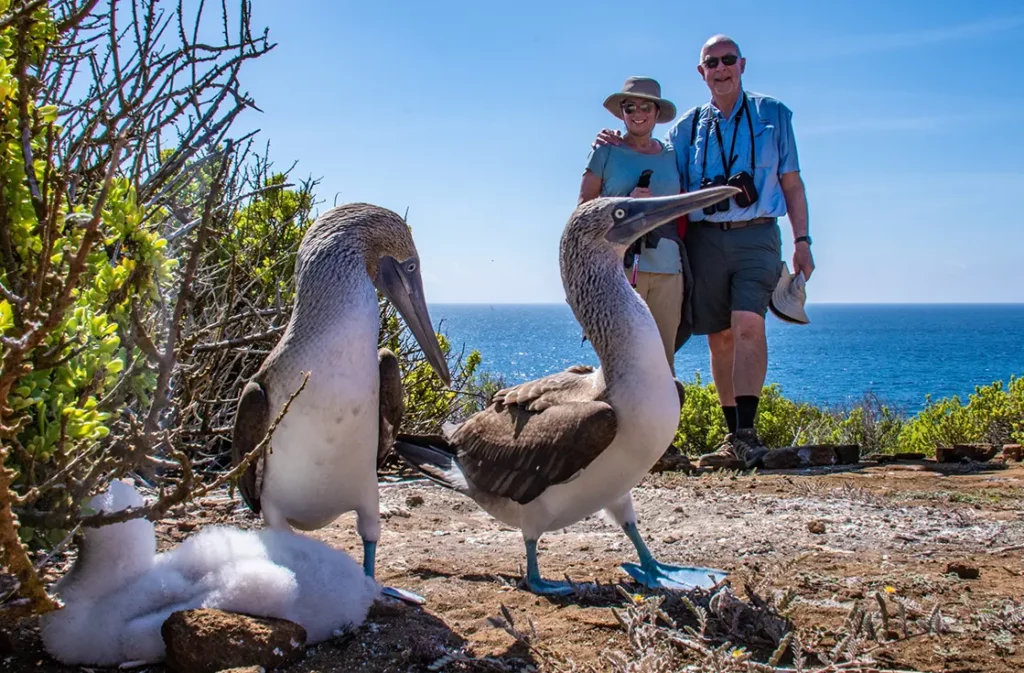 Couple observing two blue-footed boobies with chick on coastal vegetation at Punta Pitt, San Cristobal Island Galapagos