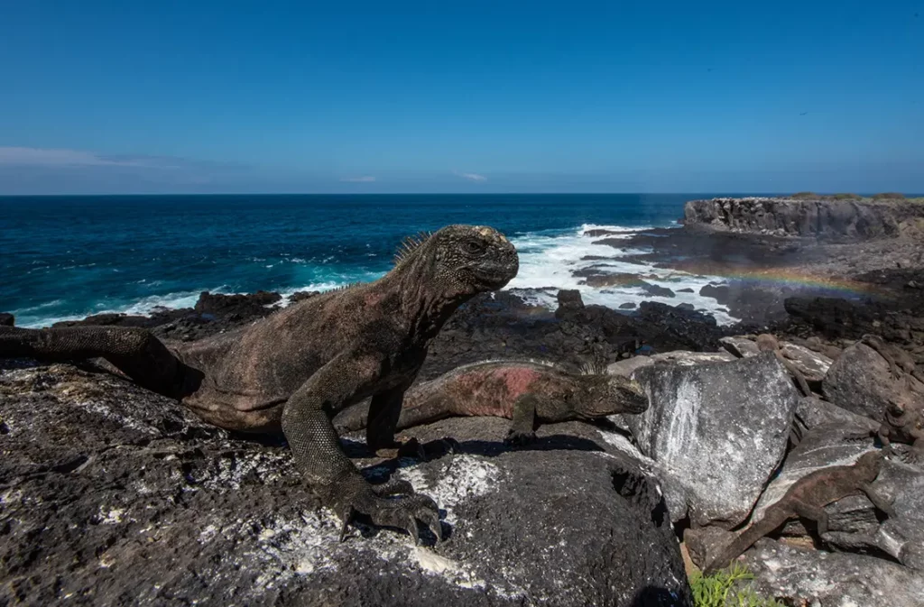 Buceador con esnórquel nadando con un lobo marino de Galápagos en agua azul cristalina sobre un arrecife rocoso. Buceador con esnórquel nadando con un lobo marino de Galápagos en agua azul cristalina sobre un arrecife rocoso.