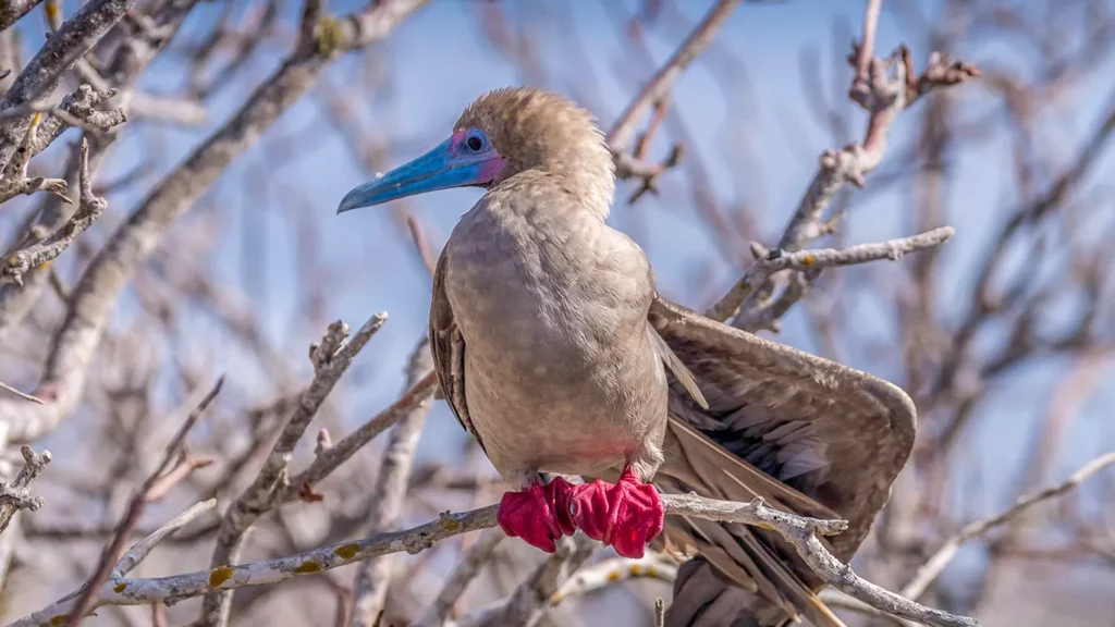 Red-footed booby with vivid red feet perched on bare branches against blue sky, Galapagos