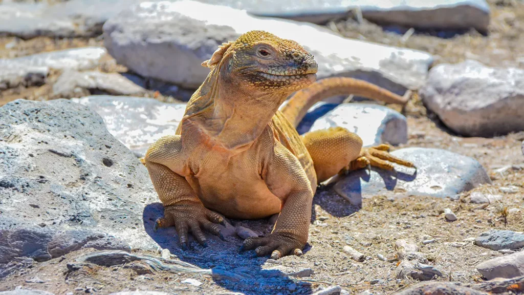 Santa Fe land iguana resting on white rocky terrain, endemic subspecies found only on Santa Fe Island, Galapagos