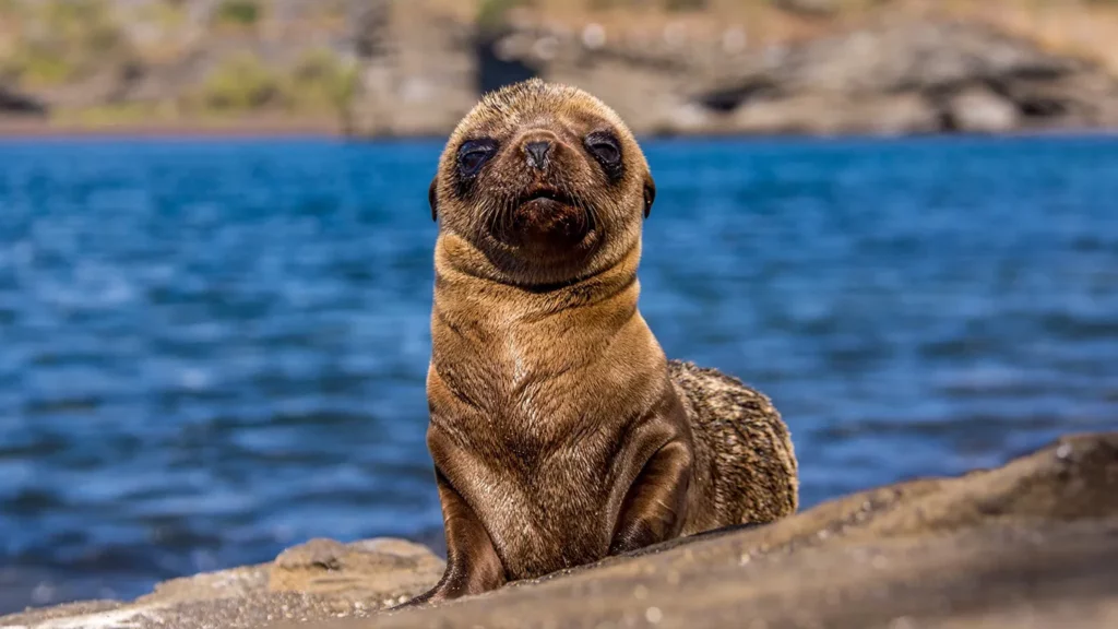Young Galapagos sea lion pup looking up at camera on coastal rock with blue ocean behind