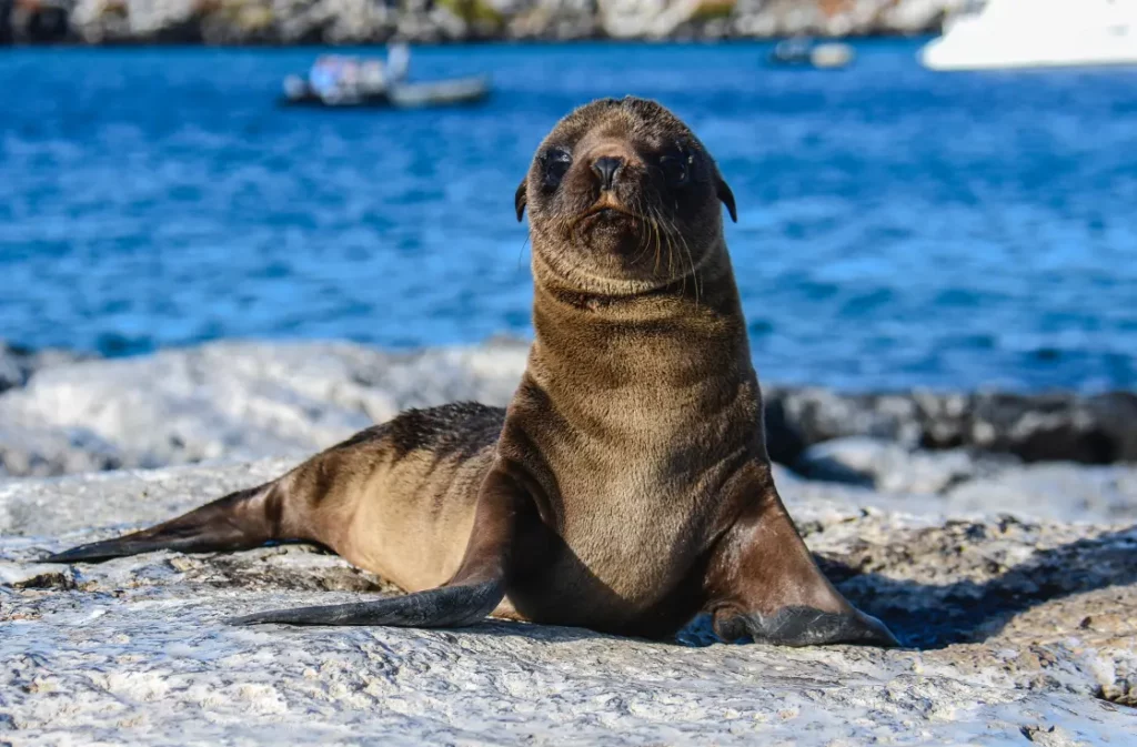 Young Galapagos sea lion pup sitting on coastal rock at South Plaza Island with expedition panga in background