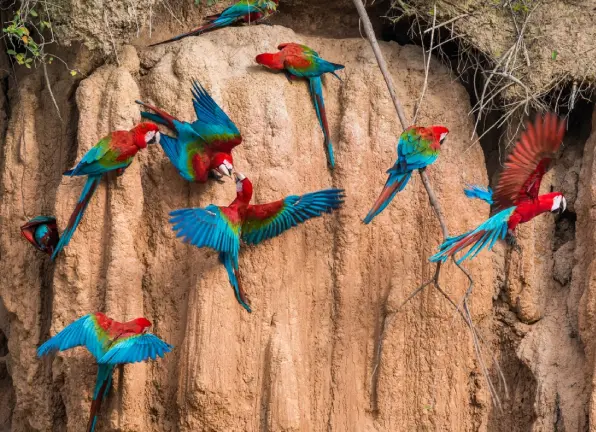 Scarlet macaws at a clay lick in the Peruvian Amazon rainforest, colorful wildlife spectacle