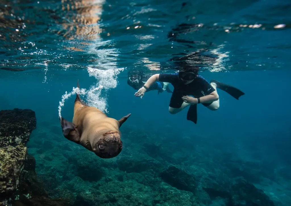 Snorkeling with sea lion in Galapagos Islands — expedition cruise experience on Machu Picchu and Galapagos tour