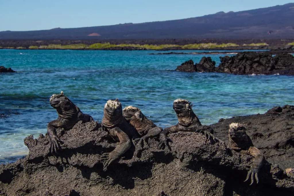 Group Of Marine Iguanas Basking On Black Lava Rocks Along Fernandina Island Coast, Galapagos Group Of Marine Iguanas Basking On Black Lava Rocks Along Fernandina Island Coast, Galapagos