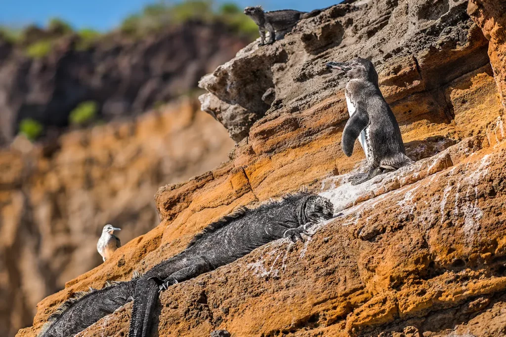 Pingüino de Galápagos e iguana marina sobre rocas volcánicas: expedición de observación de fauna en viajes a Galápagos y Machu Picchu.