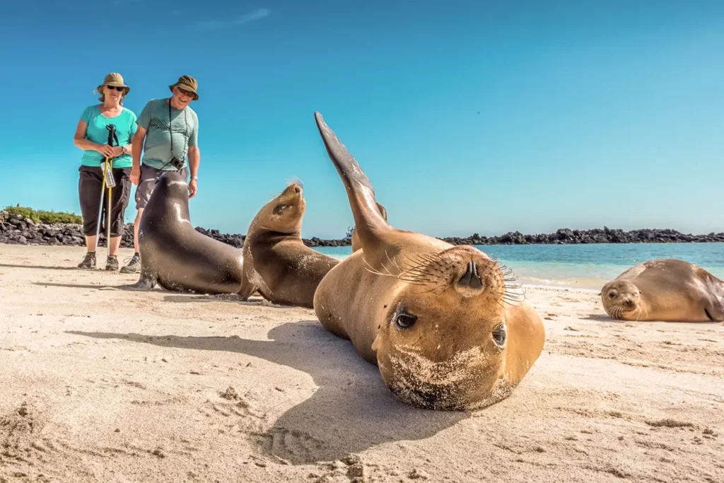 Un león marino de Galápagos descansa en una playa de arena blanca mientras los visitantes de la expedición caminan cerca, Isla Santa Fe.