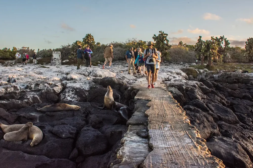 Grupo de expedición caminando por un sendero de roca volcánica en South Plaza Island, con leones marinos descansando junto al camino.