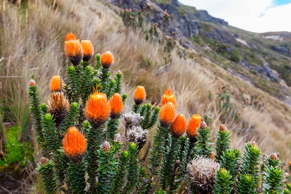 Chuquiragua flower blooming in the Cotopaxi paramo highlands