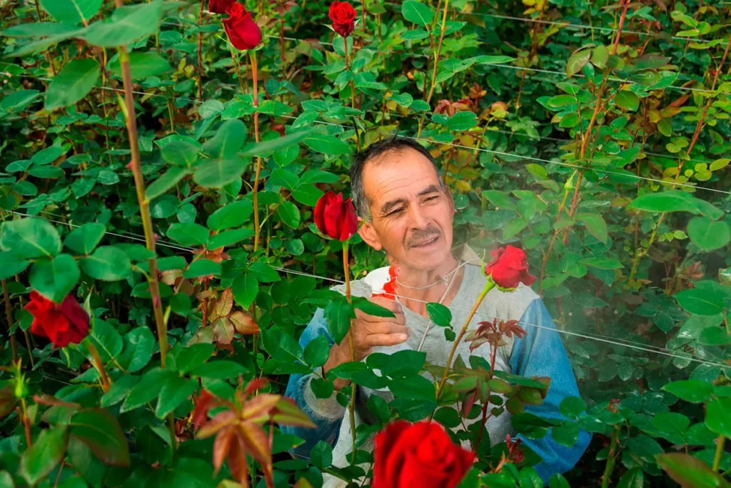Rose grower among blooming roses at the Cayambe plantation, Ecuador