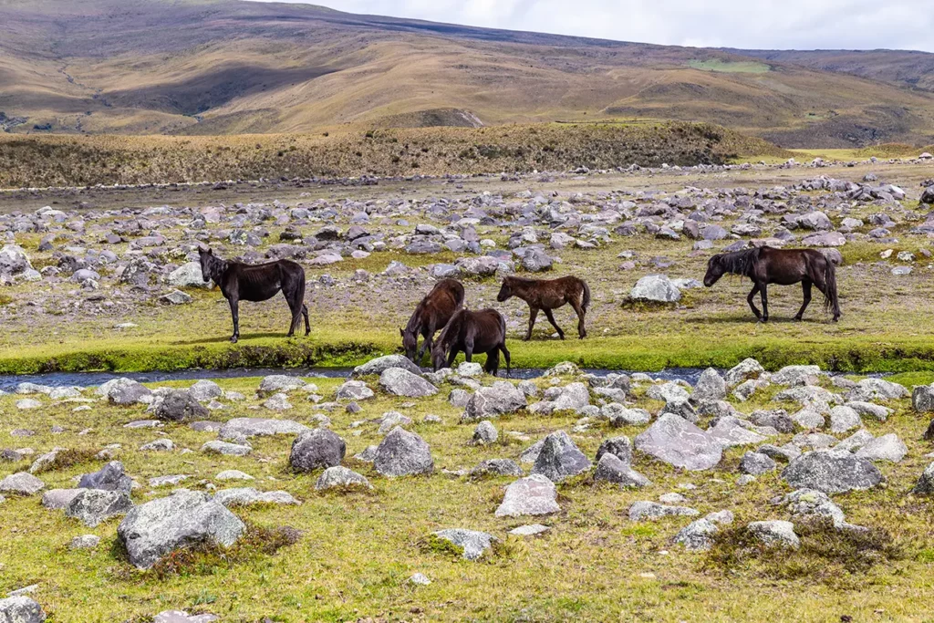Wild horses grazing in the grasslands of Cotopaxi National Park
