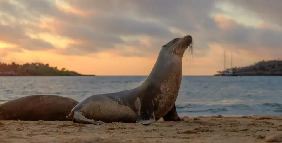 Santa Fe Galapagos Sea Lion