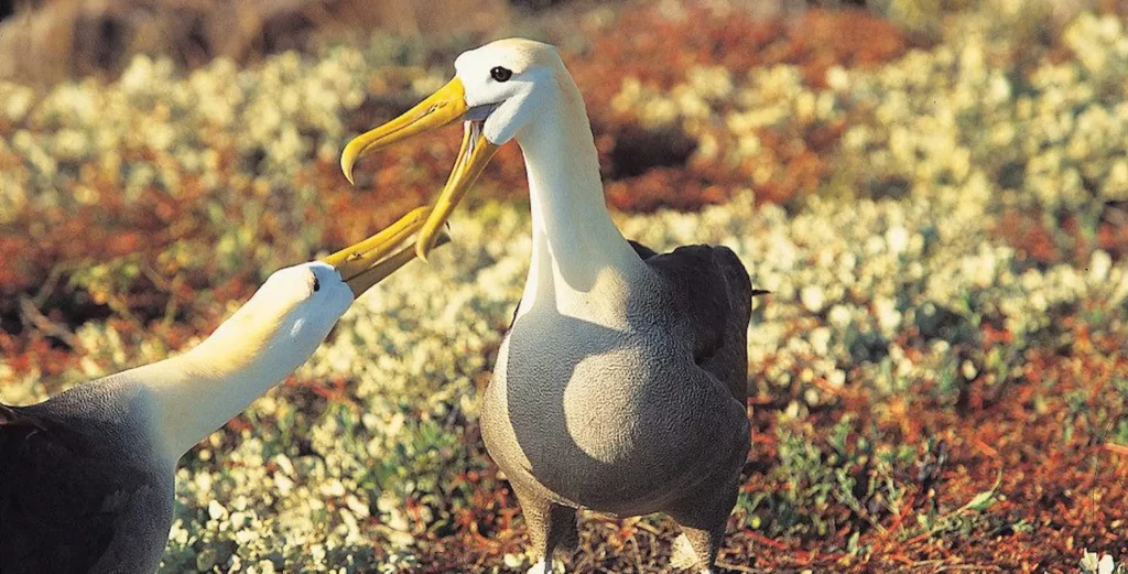 Albatrosses