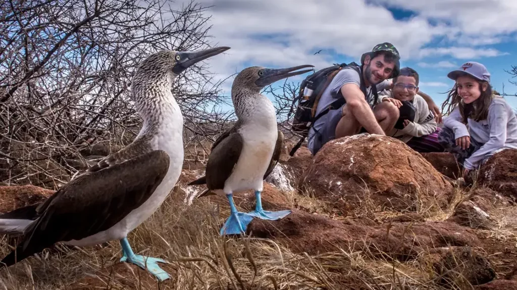 Blue-footed Booby ,North Seymour