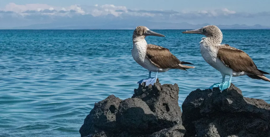 The blue-footed booby