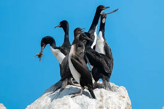 Excursión a las Islas Ballestas