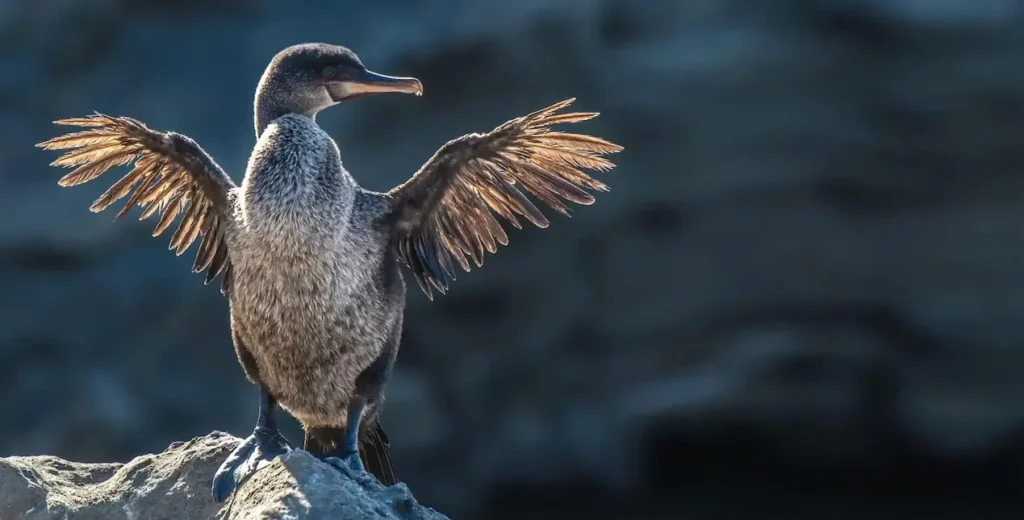 Flightless Cormorant