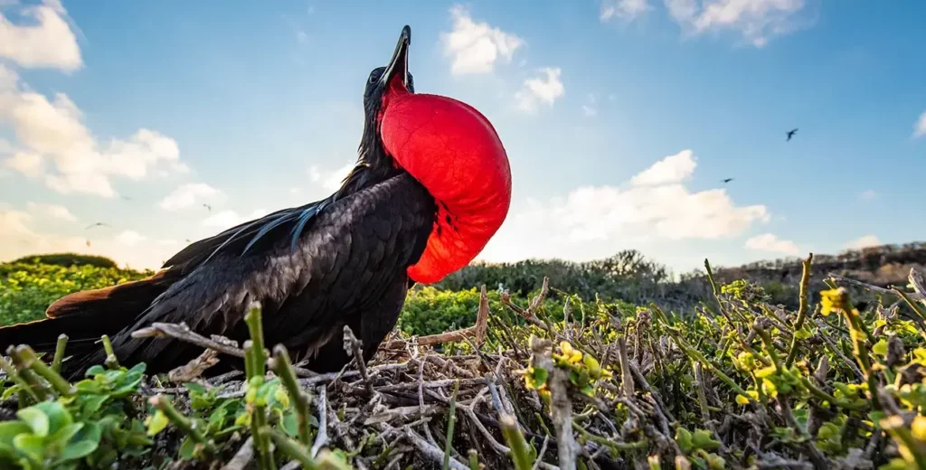 Magnificent frigatebird