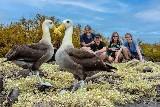 Galápagos Albatross Española Island Santa Cruz