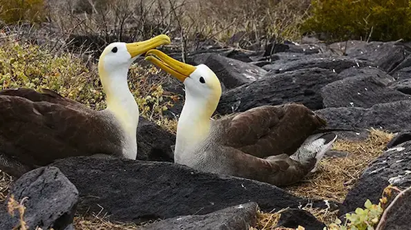 Galapagos Albatross, Española Island