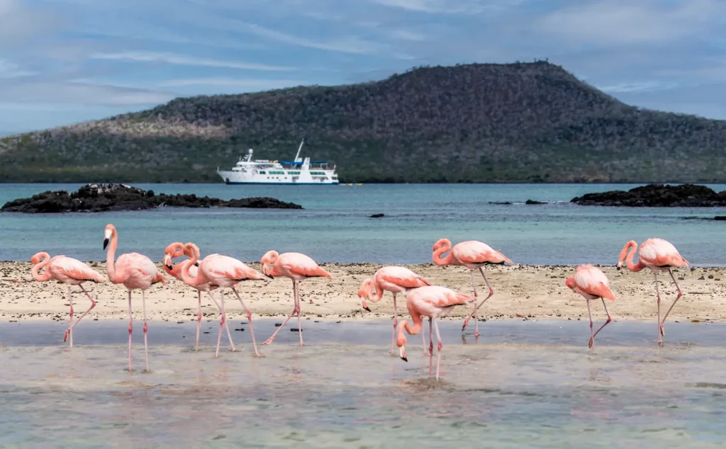 Galapagos flamingos wading on a beach with an expedition ship anchored offshore Galapagos flamingos wading on a beach with an expedition ship anchored offshore