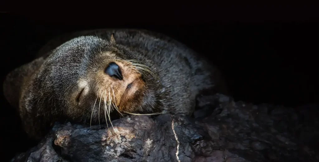 Galapagos Fur Seal