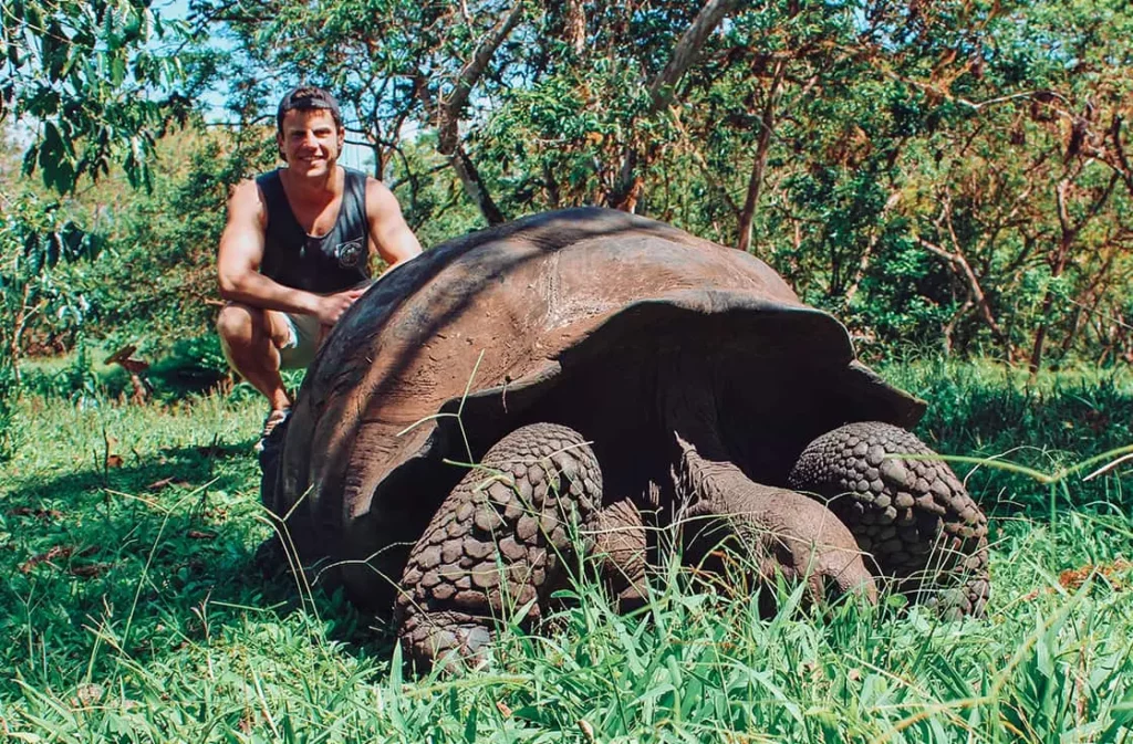 Galápagos Giant Tortoise Santa Cruz