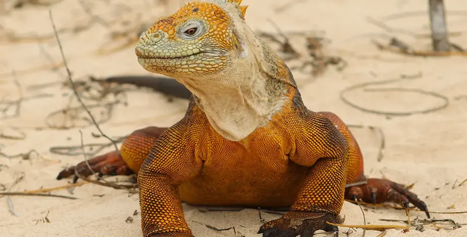 Land Iguana, Baltra