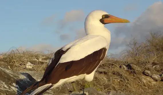 Galapagos Nazca Booby