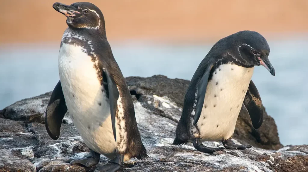 Galapagos penguins Yacht Isabela