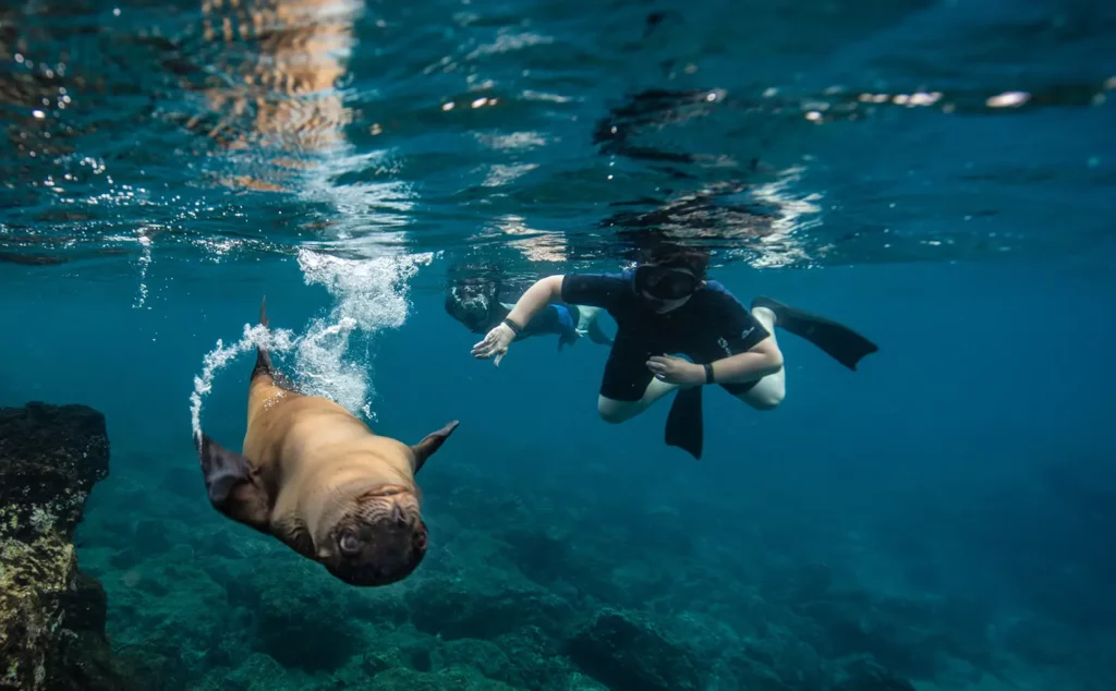 Snorkeler swimming alongside a sea lion in the Galapagos Islands