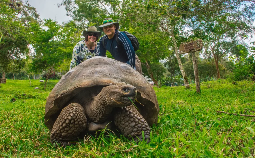 Tortuga gigante de Galápagos en las tierras altas con viajeros observando detrás