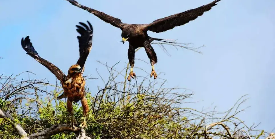 Two Galapagos Hawks