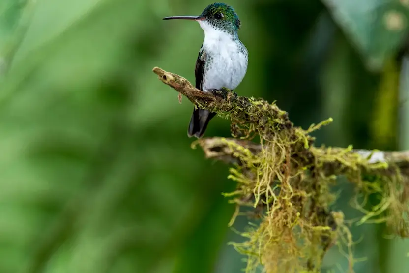 Mashpi Reserve Hummingbird