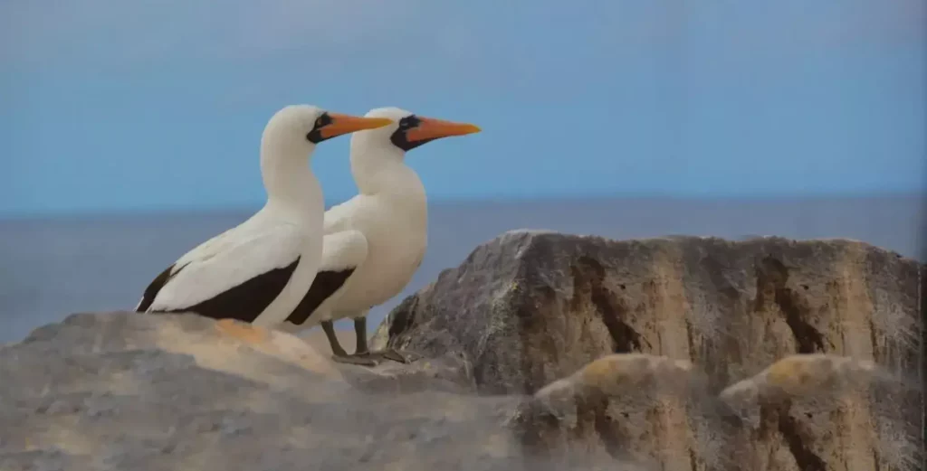 Nazca Boobies Galapagos Islands