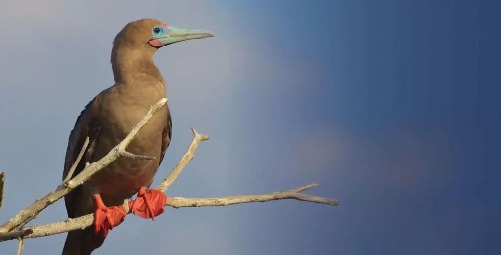 Red Footed
