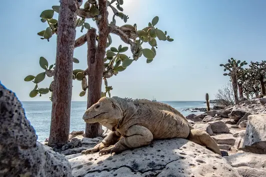 Iguana terrestre de Santa Fe