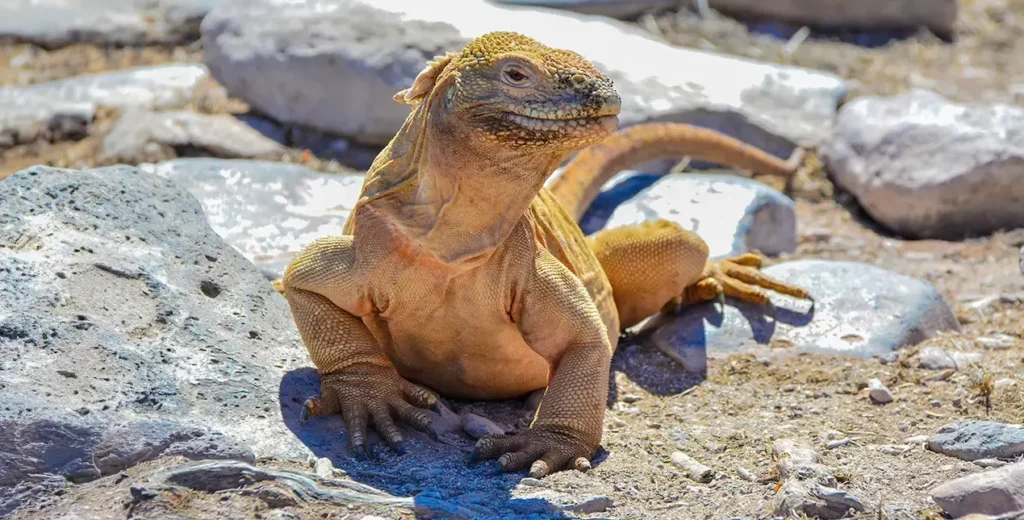 Santa Fe Land Iguana in the Galapagos