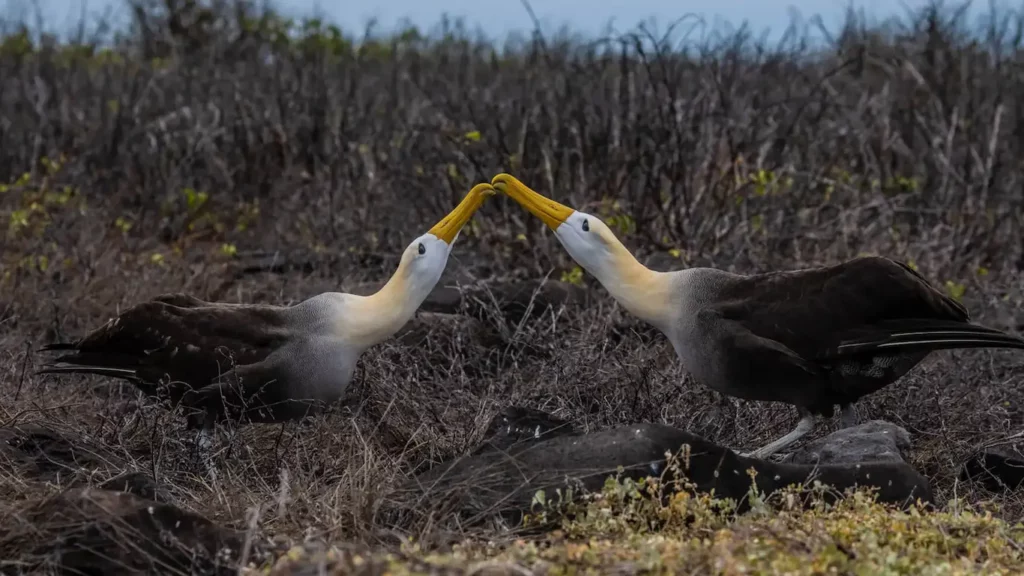 Albatros de Galápagos