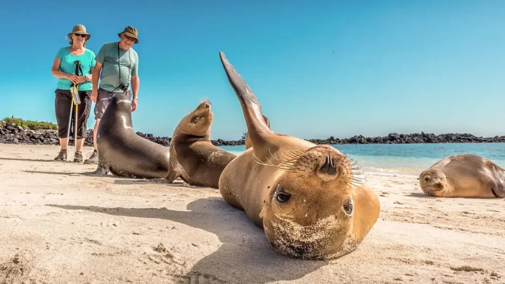 León marino, Isla Santa Fe, Galápagos